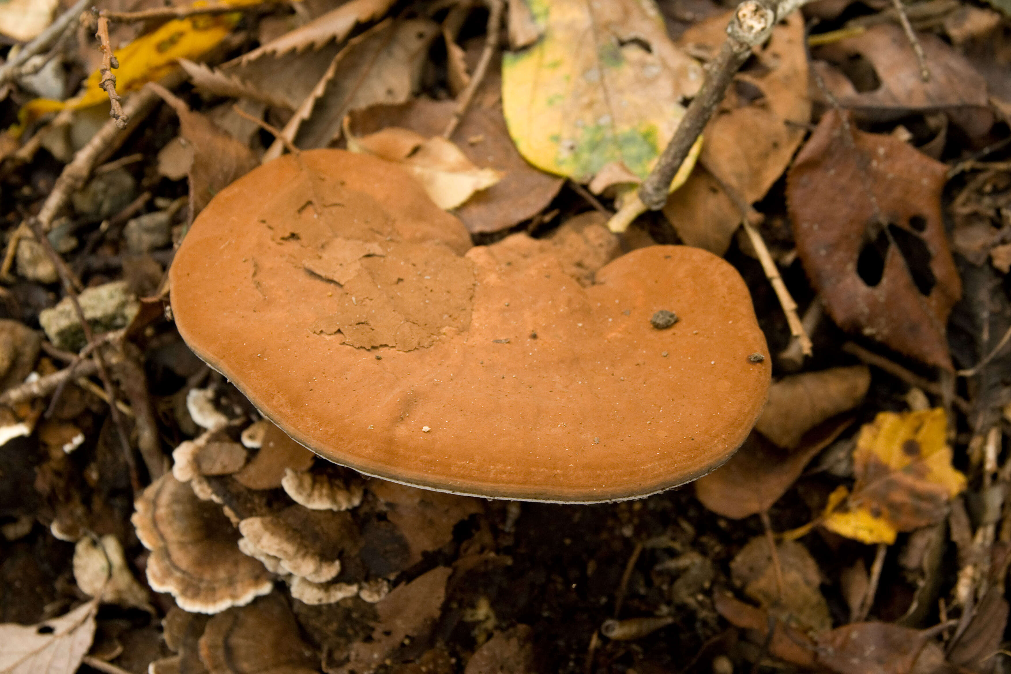 Image of Ganoderma applanatum