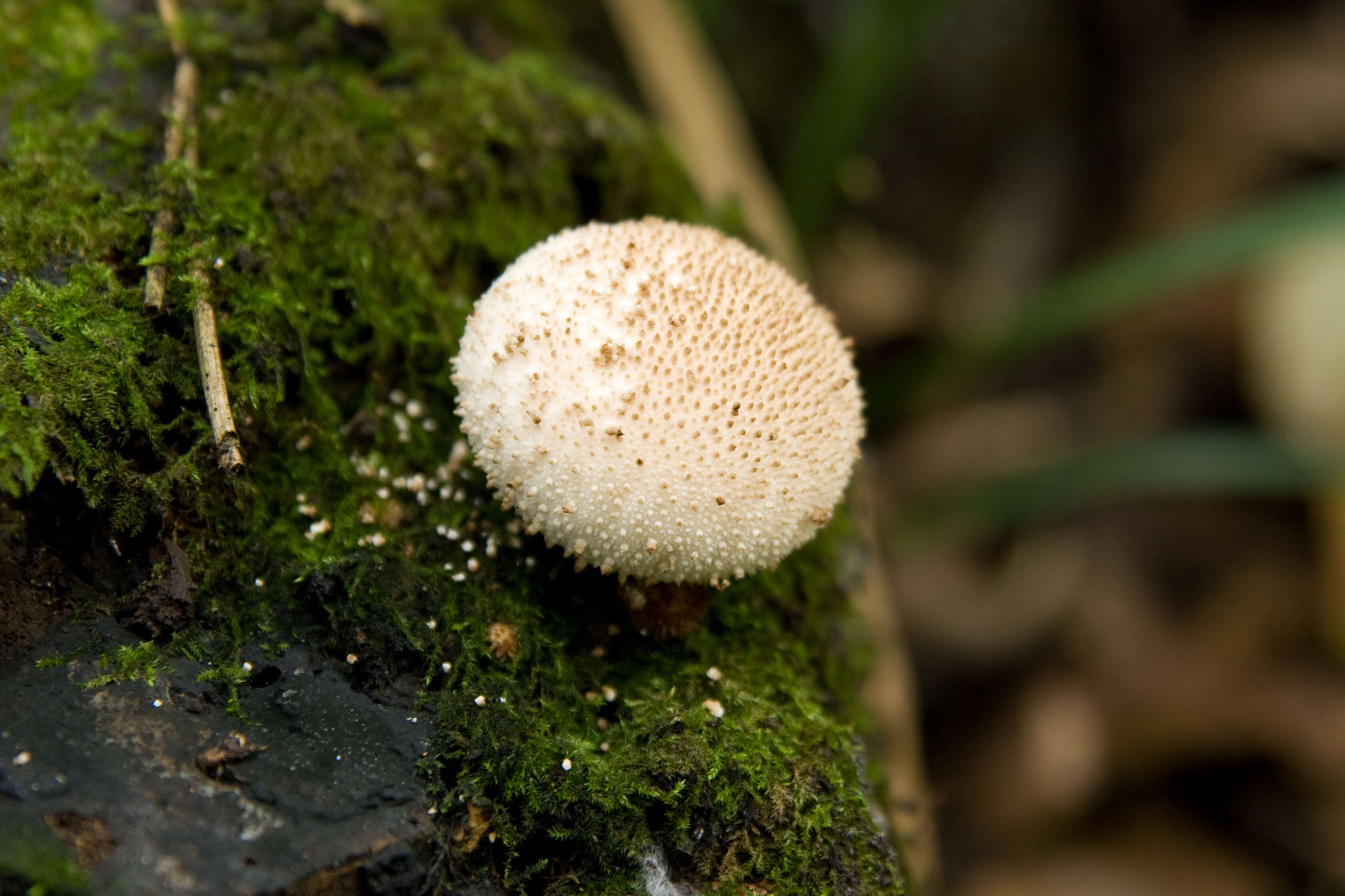 Imagem de Lycoperdon perlatum Pers. 1796