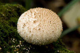 Imagem de Lycoperdon perlatum Pers. 1796