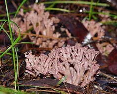 Clavaria versatilis (Quél.) Sacc. & Trotter 1912 resmi