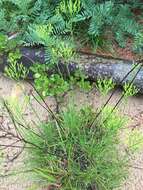 Image of Nuttall's rayless goldenrod