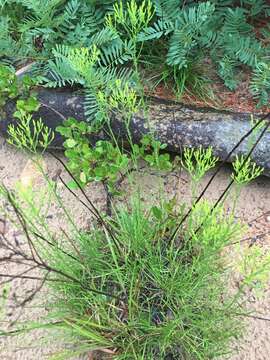 Image of Nuttall's rayless goldenrod