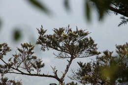 Image of Keteleeria davidiana var. formosana (Hayata) Hayata