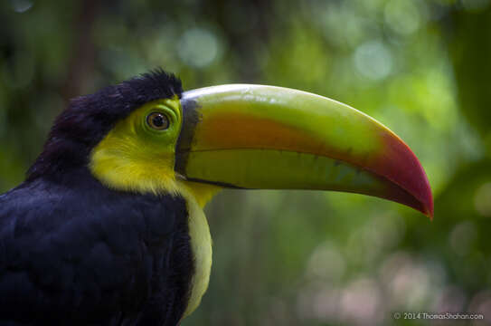 Image of Keel-billed Toucan