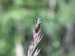 Imagem de Agrilus subauratus Gebler 1833