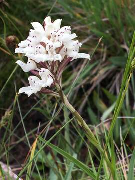 Imagem de Disa cephalotes subsp. cephalotes