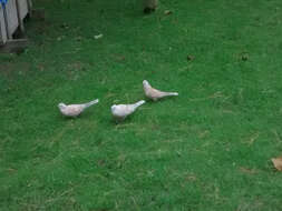 Image of African Collared Dove