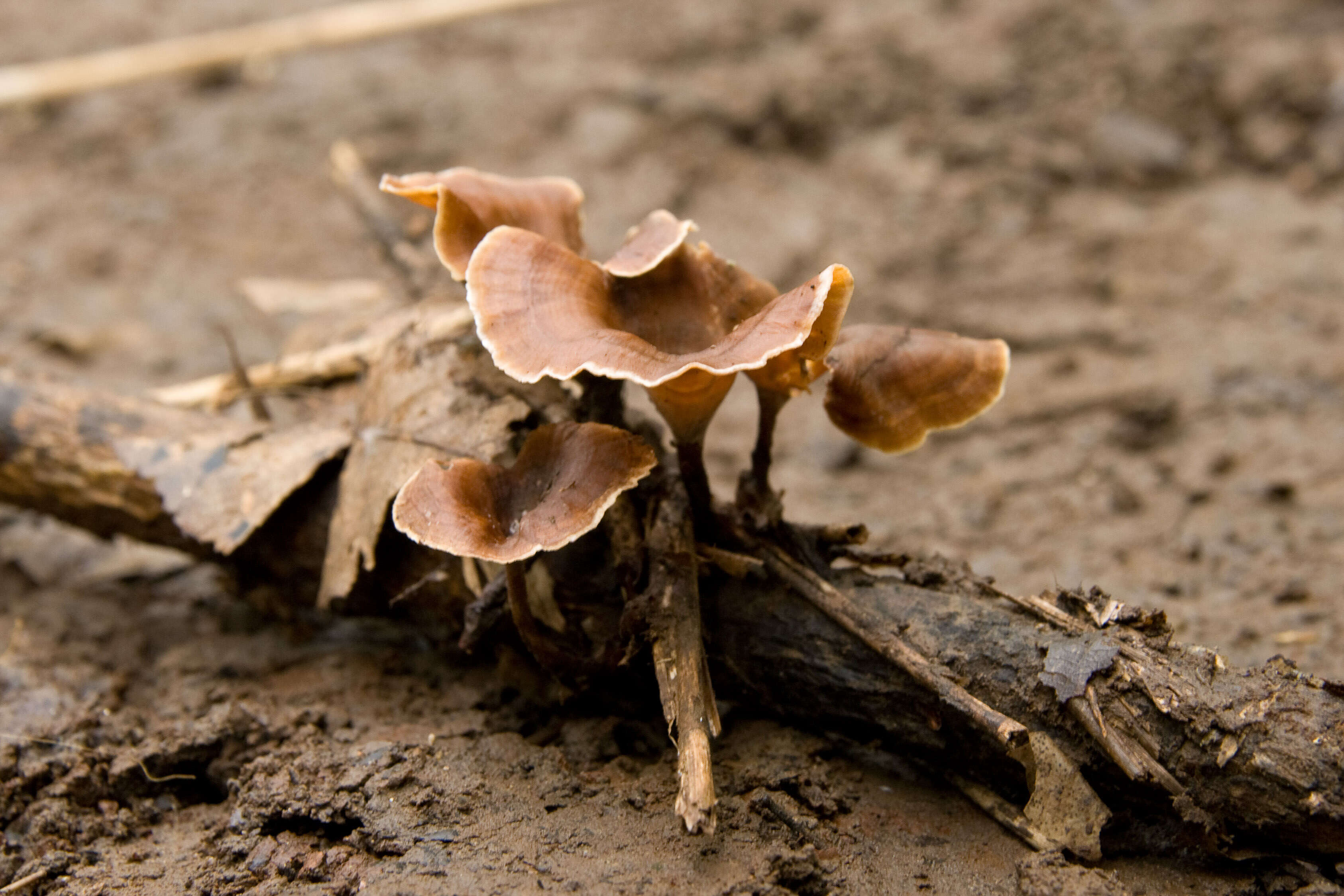 Image of black-footed polypore