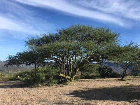 Image of Parkinsonia praecox (Ruiz & Pav.) Hawkins