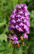 صورة Anacamptis pyramidalis (L.) Rich.