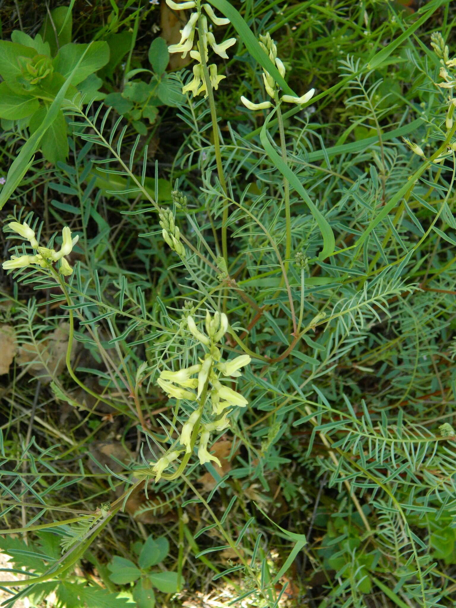 Imagem de Astragalus sheldonii (Rydb.) Barneby