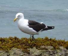 Image of Larus dominicanus vetula Bruch 1855