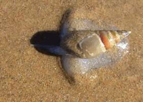 Image of finger plough shell