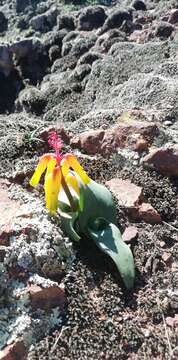 Image of Lachenalia thunbergii G. D. Duncan & T. J. Edwards