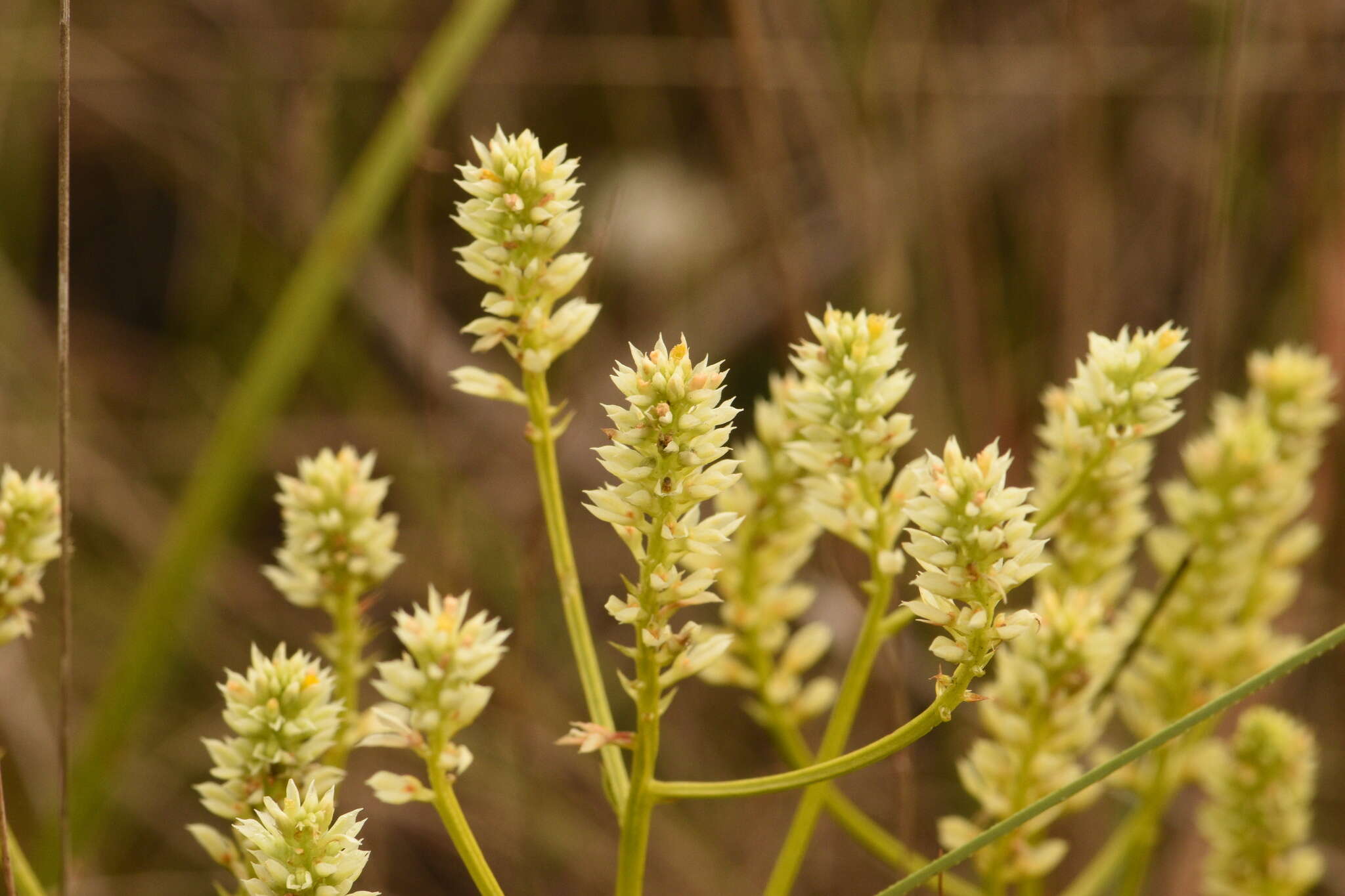 Image of Polygala carteri