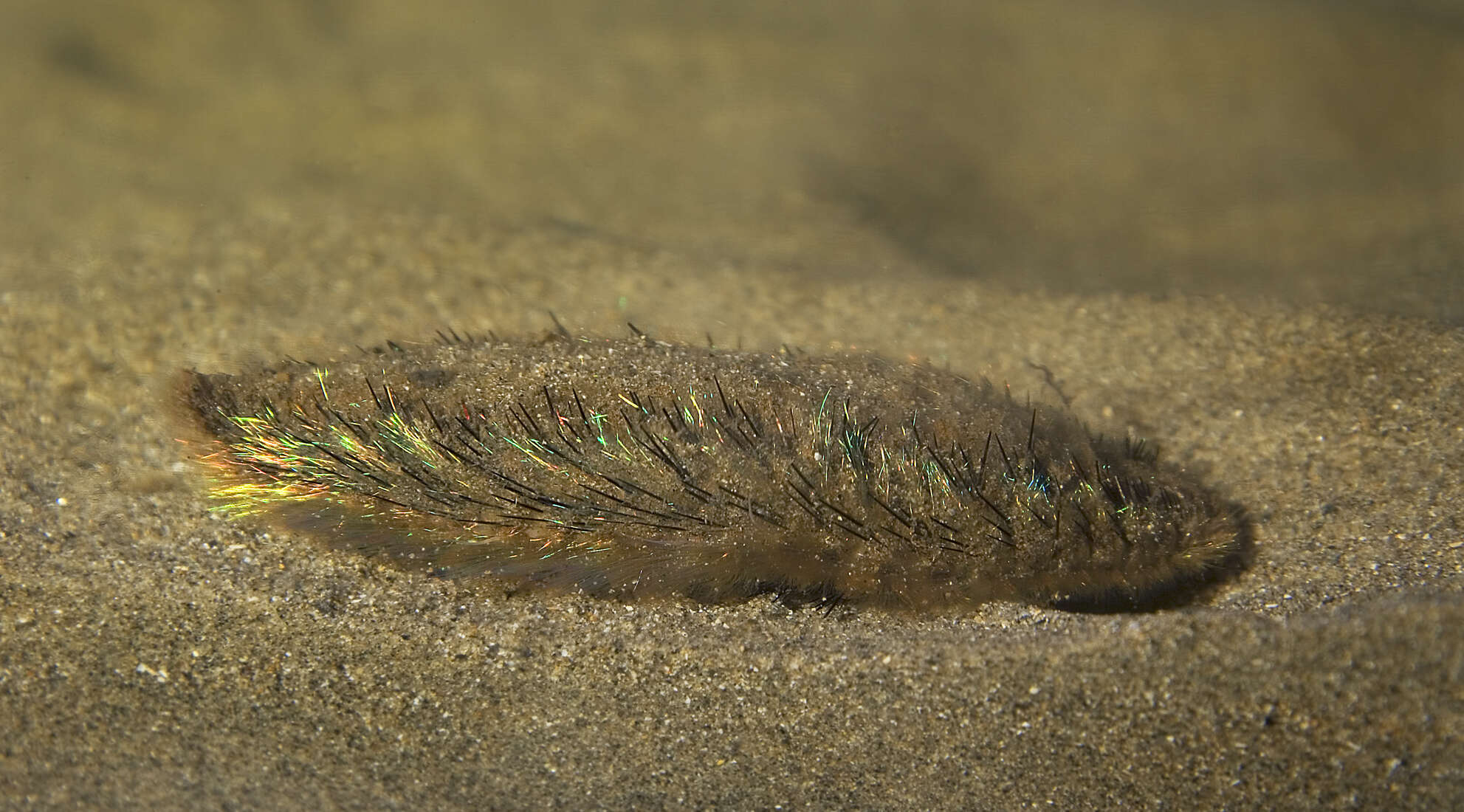 Image of aphroditid scaleworms