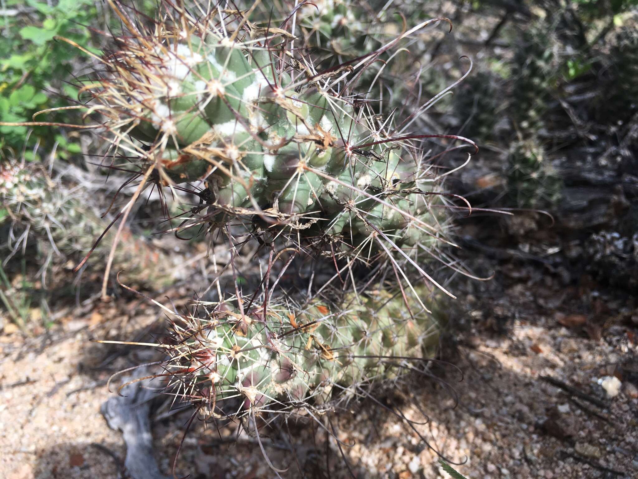 Imagem de Mammillaria poselgeri Hildm.