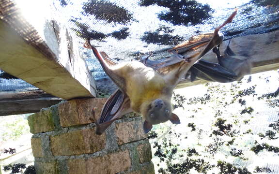Image of Madagascan Fruit Bat