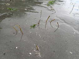 Image of glassy tubeworm