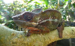 Image of Panther Chameleon