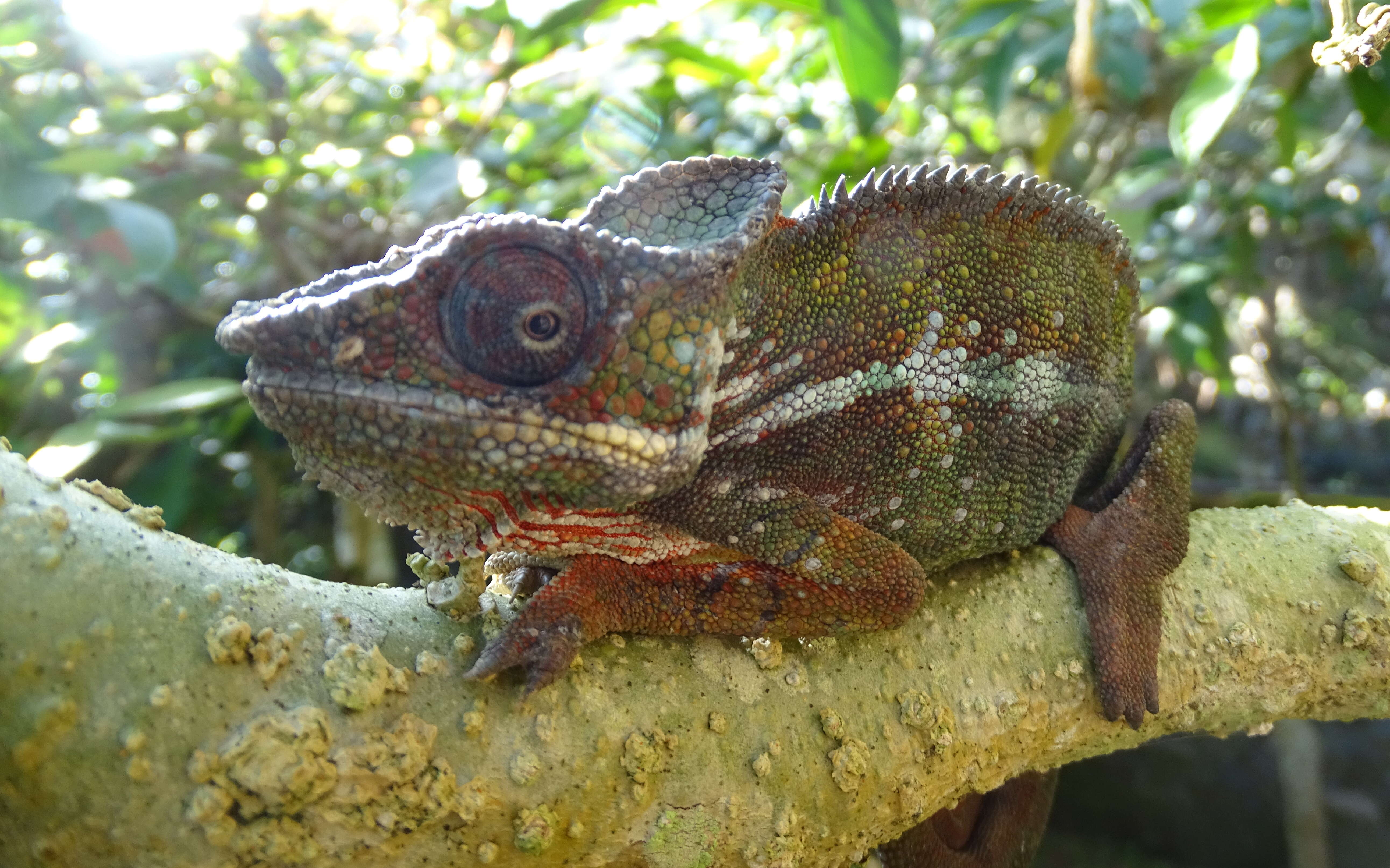 Image of Panther Chameleon