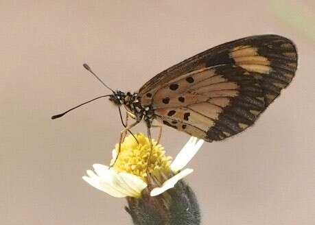 Image of Acraea acerata Hewitson 1874