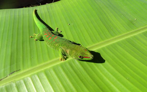 Phelsuma madagascariensis Gray 1831 resmi