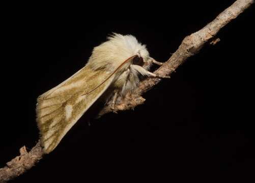 Image of Brighton Wainscot