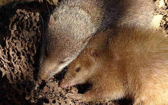 Image of Common Tenrec