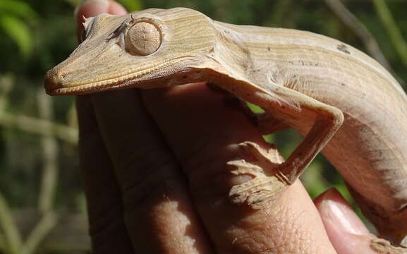 صورة Uroplatus lineatus (Duméril & Bibron 1836)