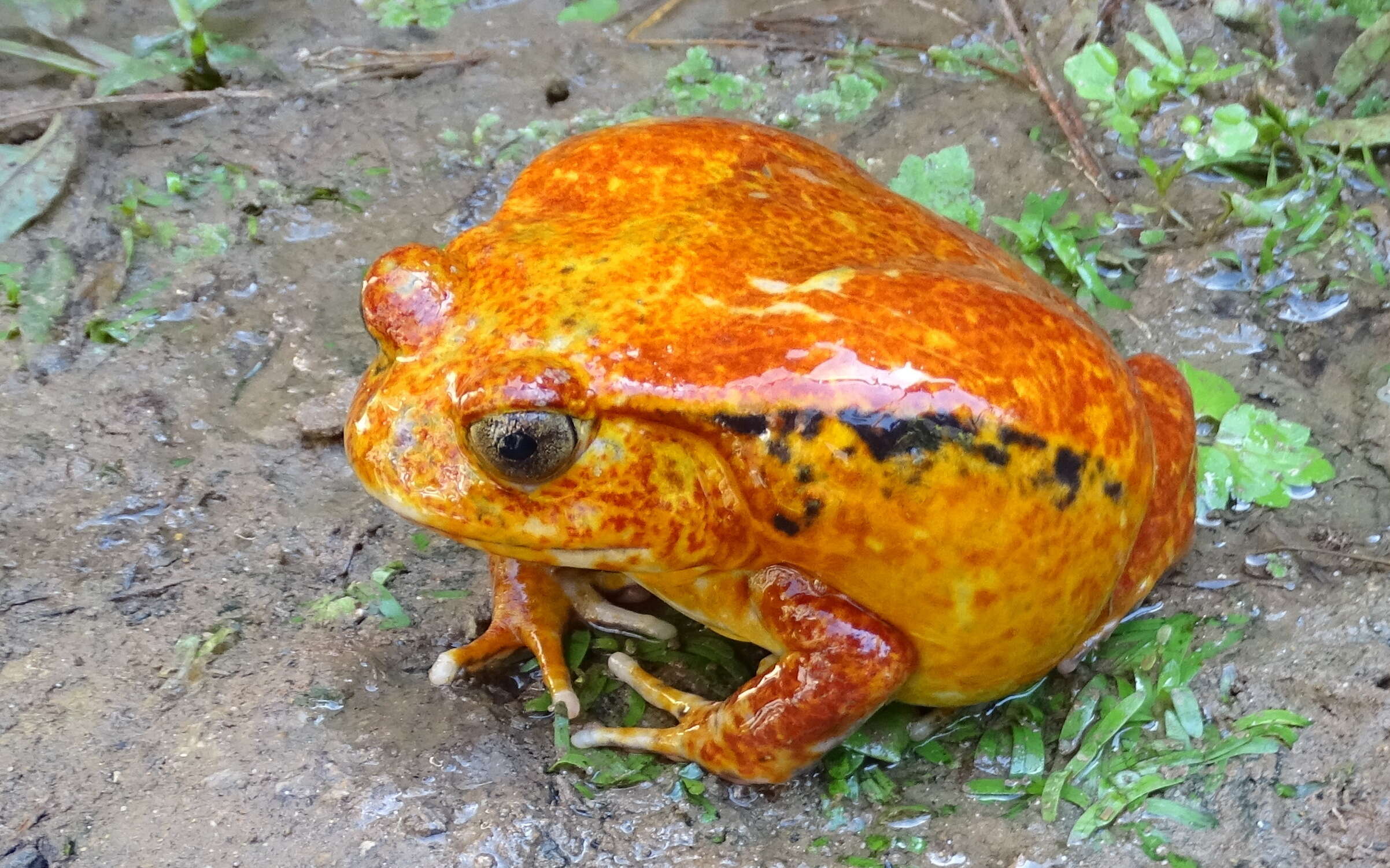 Image of Tomato Frogs