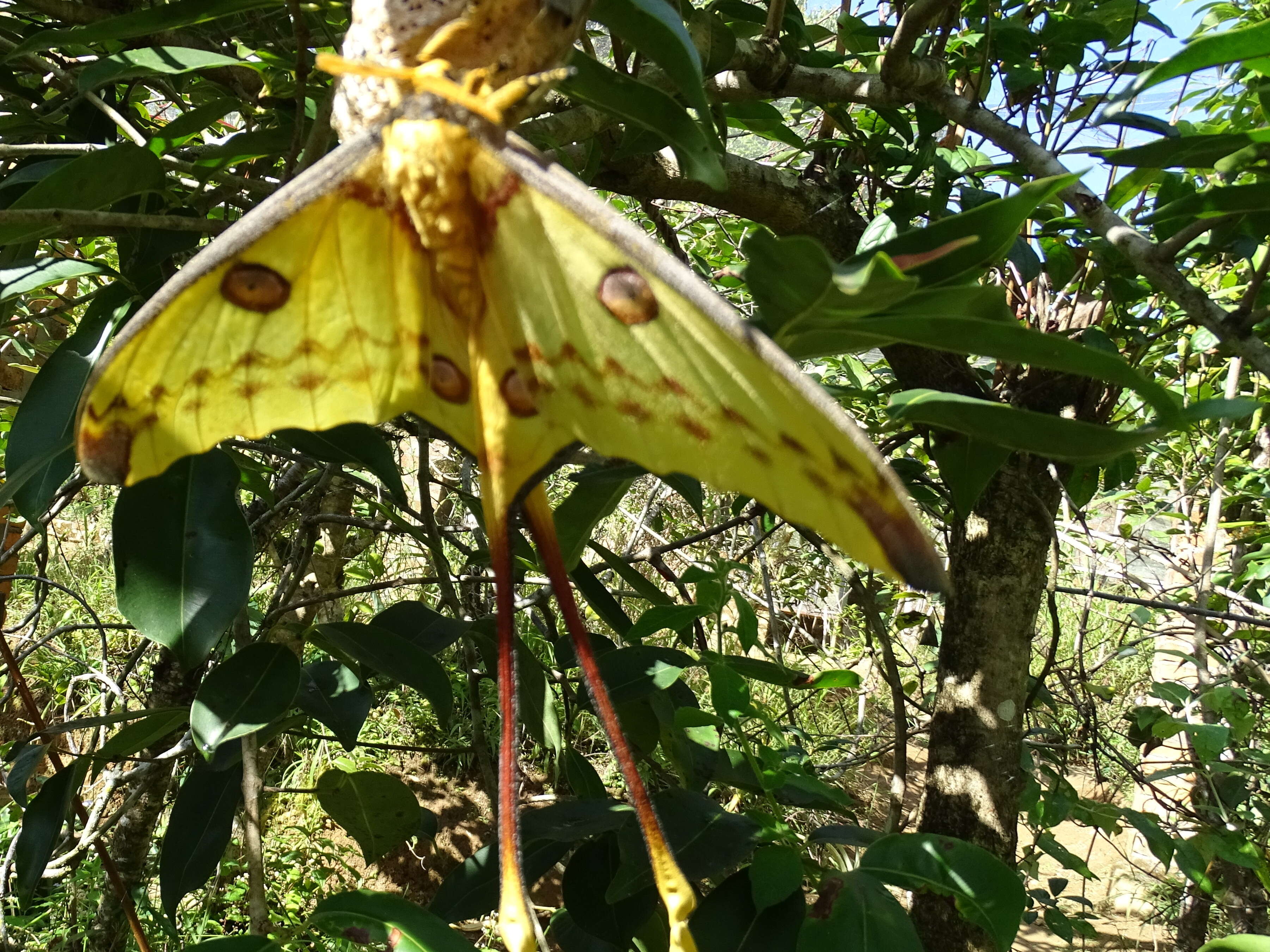 Image of comet moth