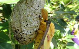 Image of comet moth