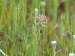 Image de Trifolium bifidum var. bifidum