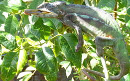 Image of Panther Chameleon