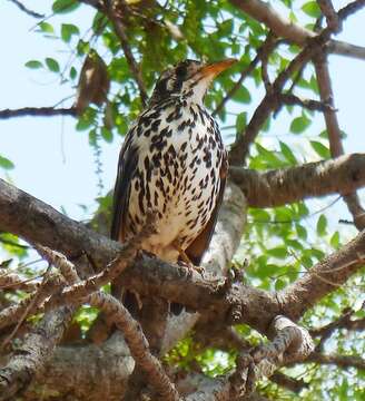 Image of Burkea