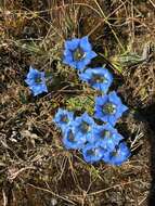 صورة Gentiana ornata (Wall. ex G. Don) Griseb.