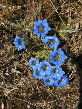 Imagem de Gentiana ornata (Wall. ex G. Don) Griseb.