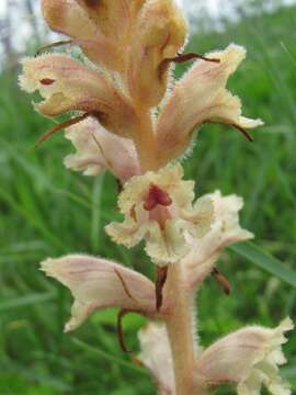 Image of Orobanche alba subsp. alba