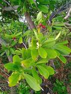 Image de Ochrosia elliptica Labill.