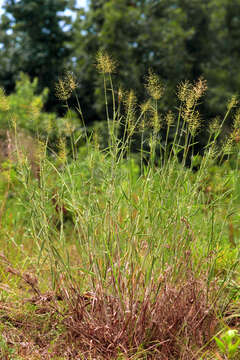 Image of Broom Rosette Grass