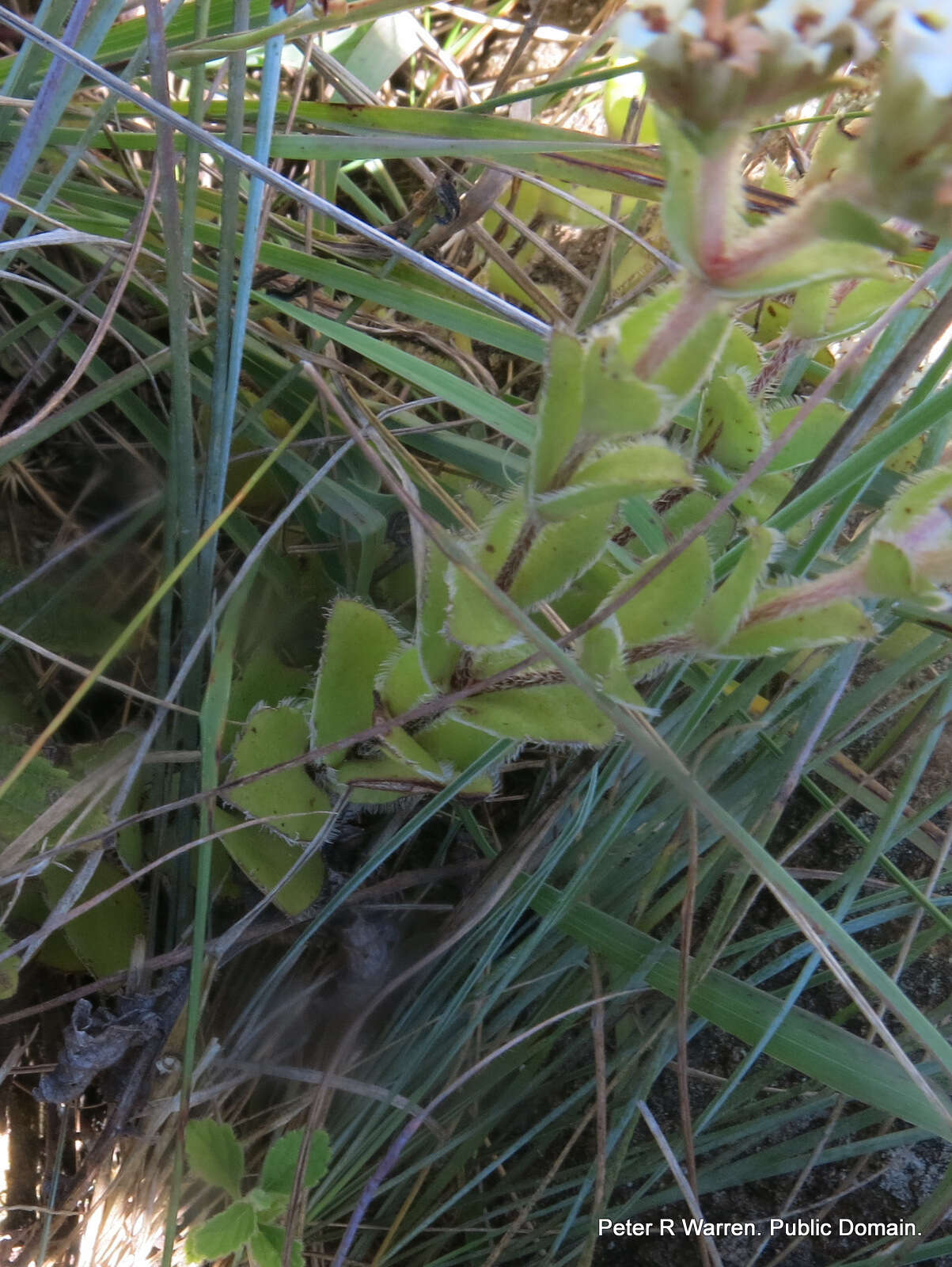 Image of Crassula obovata var. obovata