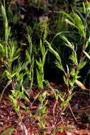 Image of Broom Rosette Grass