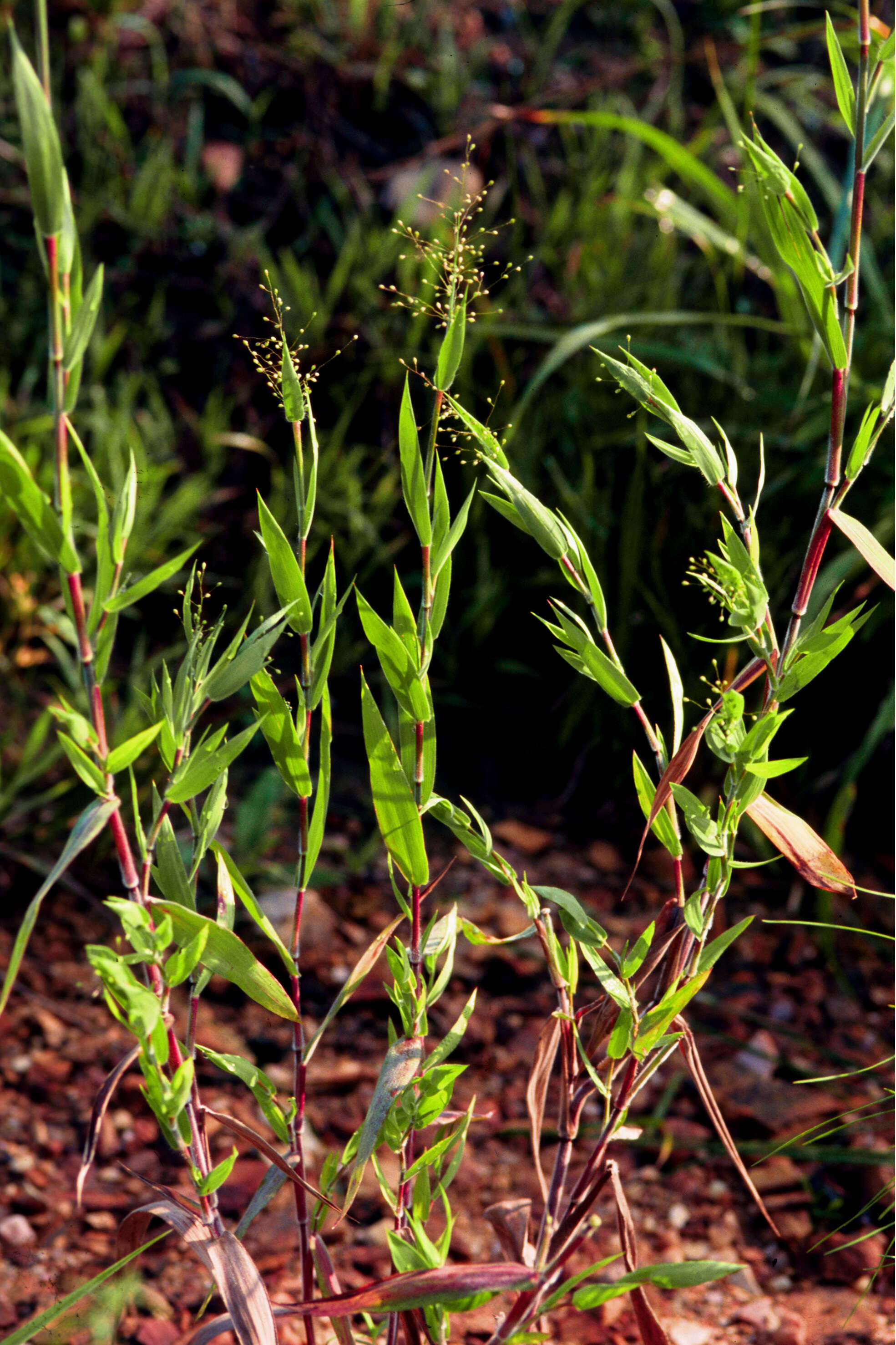 Image of Broom Rosette Grass