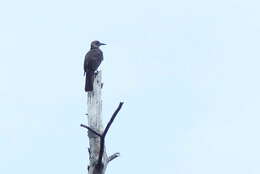 Image of Black-faced Friarbird