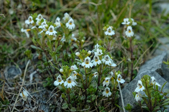 Image of Euphrasia laingii Petrie