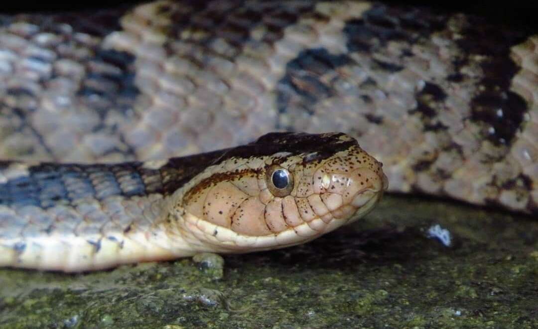 صورة Xenodon rabdocephalus (Wied-Neuwied 1824)