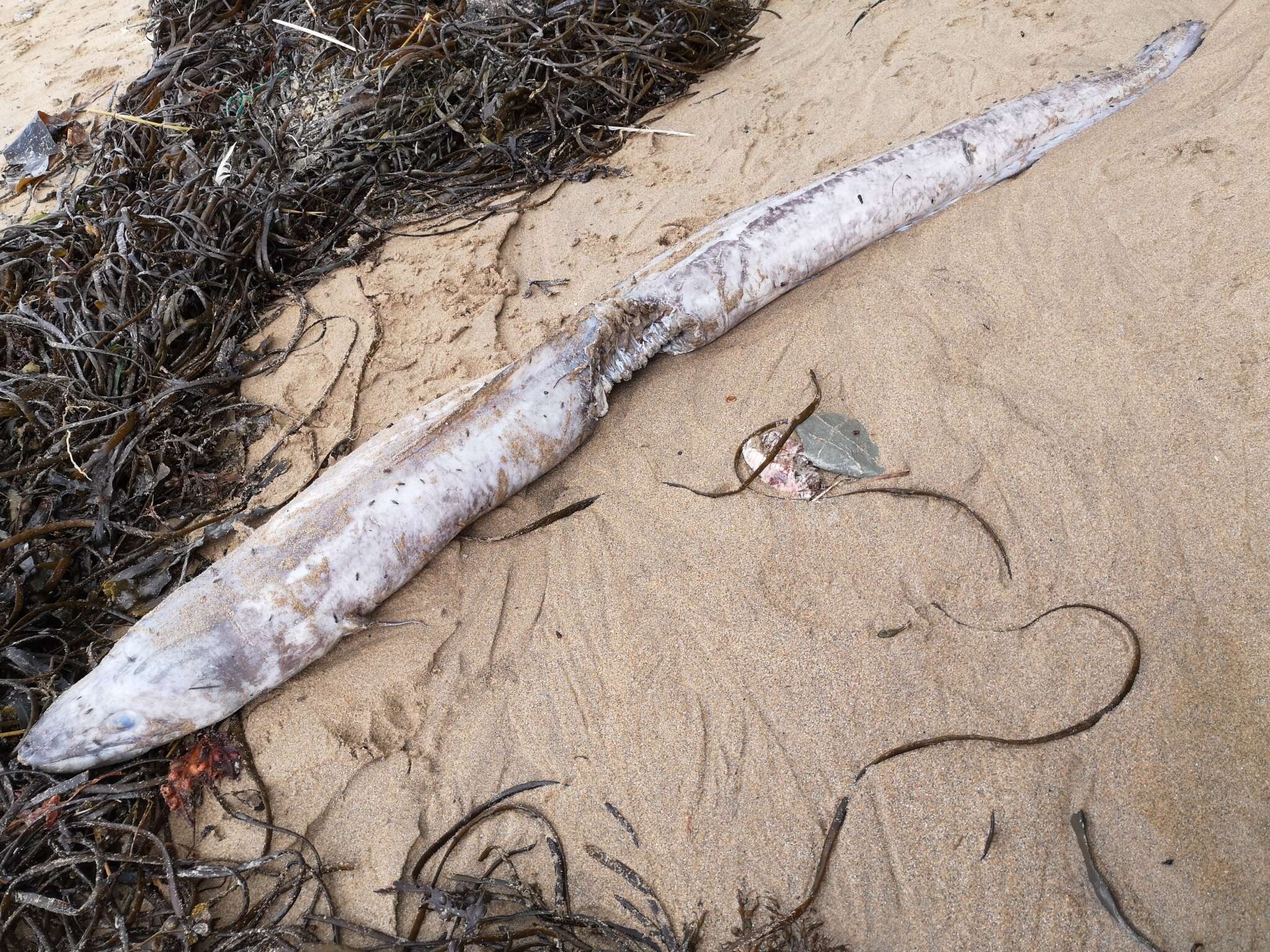 Image of Conger Eel