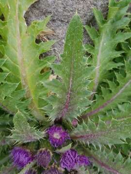 Image of Cirsium scariosum var. congdonii (R. J. Moore & Frankton) D. J. Keil