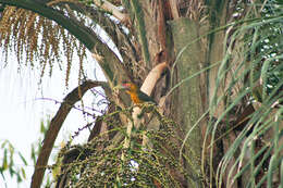 Image of Saffron Toucanet